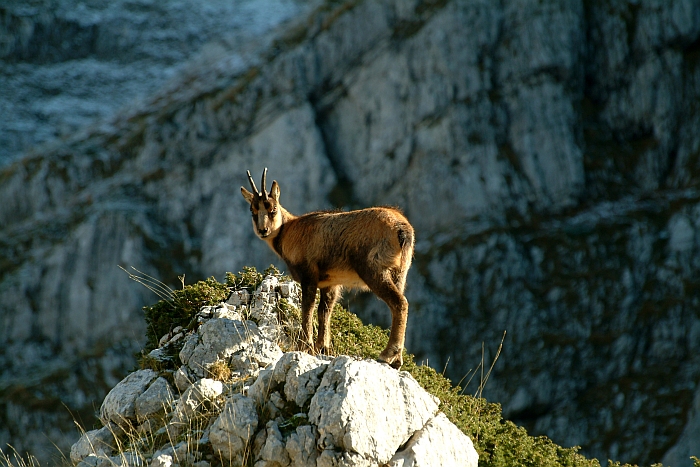 Camoscio d''Abruzzo Rupicapra pyrenaica ornata